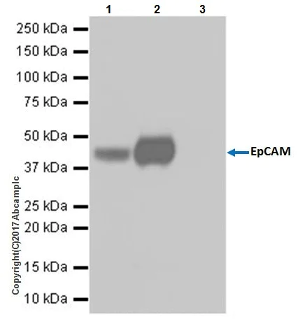 Immunoprecipitation - Anti-EpCAM antibody [EPR20533-63] - BSA and Azide free (AB228876)