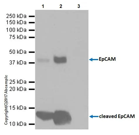 Immunoprecipitation - Anti-EpCAM antibody [EPR20533-63] - BSA and Azide free (AB228876)