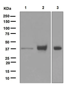 Western blot - Anti-EpCAM antibody [EPR677(2)] (AB124825)