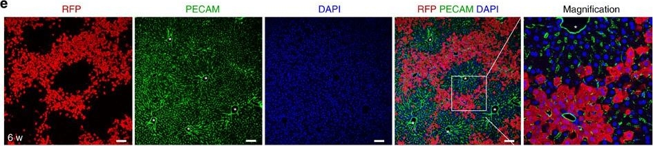 Immunohistochemistry - Anti-EpCAM antibody [G8.8] (AB92382)