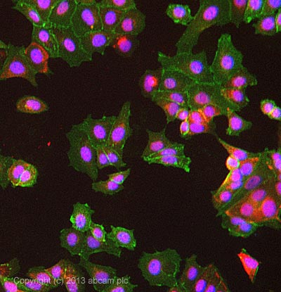 Immunocytochemistry/ Immunofluorescence - Anti-EpCAM antibody [HEA125], prediluted (AB46714), expandable thumbnail