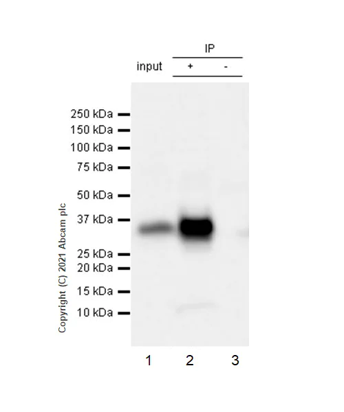 Immunoprecipitation - Anti-EpCAM antibody [RM1016] (AB282457)