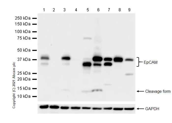 Western blot - Anti-EpCAM antibody [RM1016] (AB282457)
