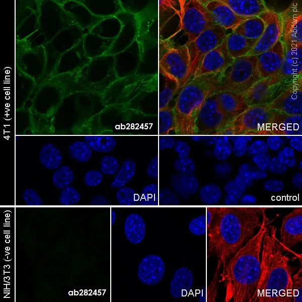 Immunocytochemistry - Anti-EpCAM antibody [RM1016] - BSA and Azide free (AB283866)