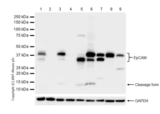 Western blot - Anti-EpCAM antibody [RM1016] - BSA and Azide free (AB283866)