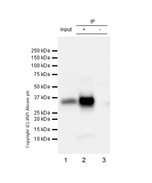Western blot - Anti-EpCAM antibody [RM1016] - BSA and Azide free (AB283866)