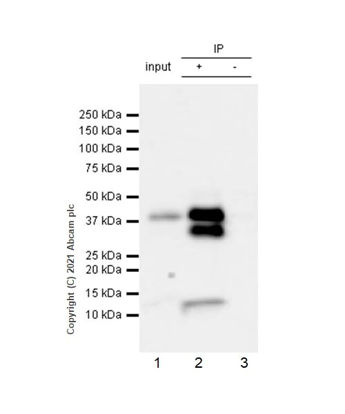 Western blot - Anti-EpCAM antibody [RM1016] - BSA and Azide free (AB283866)