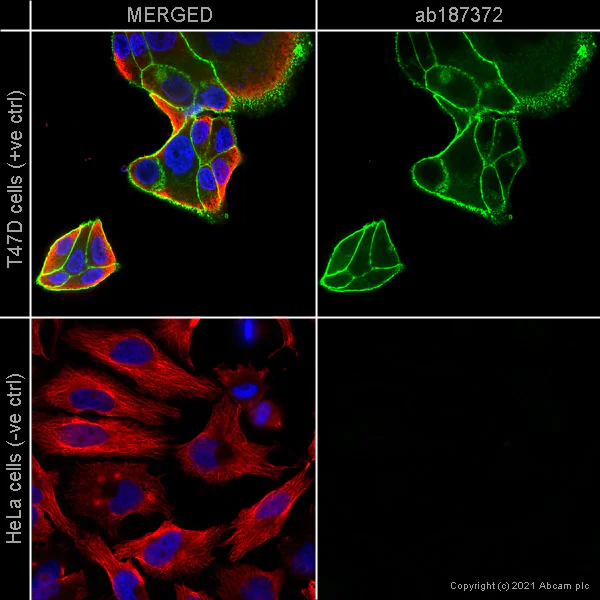 Immunocytochemistry/ Immunofluorescence - Anti-EpCAM antibody [VU-1D9] (AB187372)