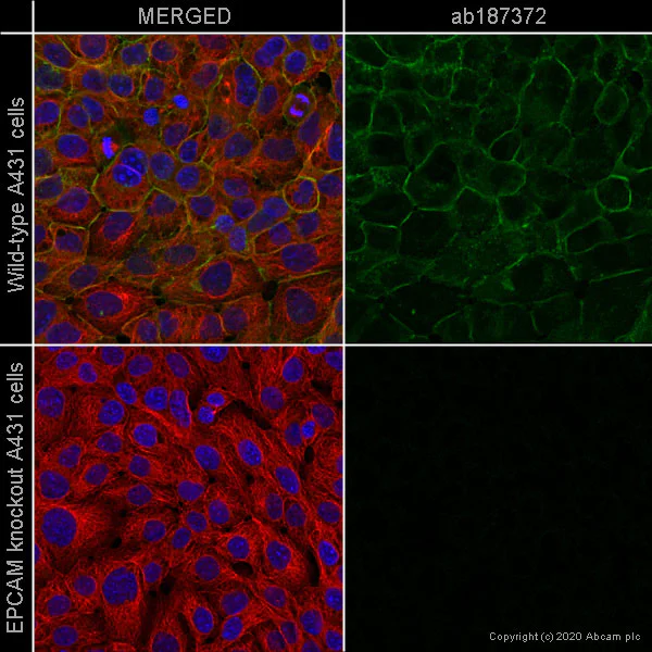 Immunocytochemistry/ Immunofluorescence - Anti-EpCAM antibody [VU-1D9] - BSA and Azide free (AB212579)