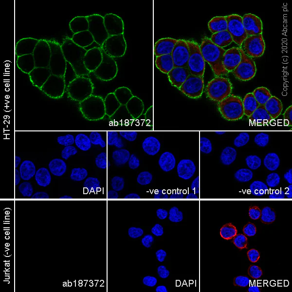 Immunocytochemistry/ Immunofluorescence - Anti-EpCAM antibody [VU-1D9] - BSA and Azide free (AB212579)