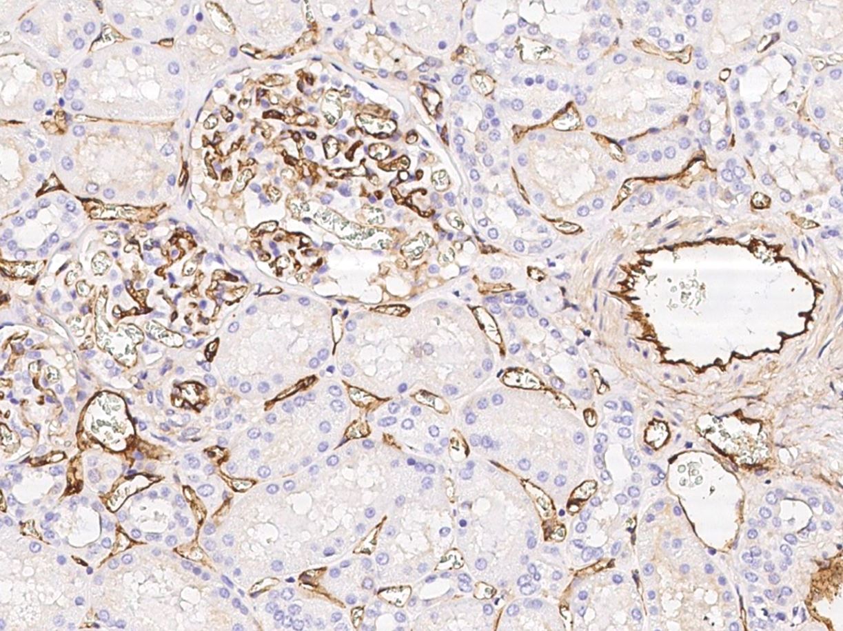 Immunohistochemistry (Formalin/PFA-fixed paraffin-embedded sections) - Anti-EPCR/CD201 antibody [041] (AB276066), expandable thumbnail