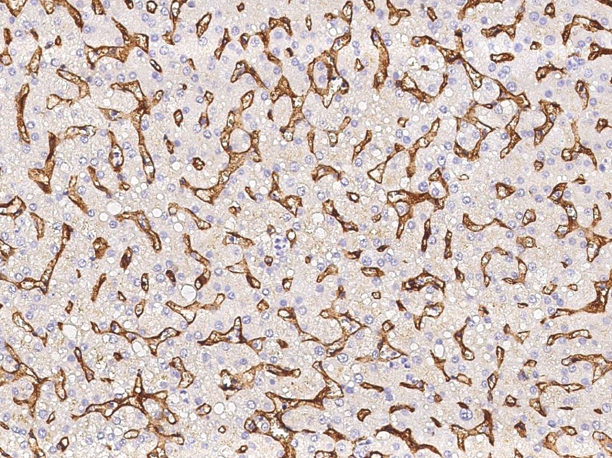 Immunohistochemistry (Formalin/PFA-fixed paraffin-embedded sections) - Anti-EPCR/CD201 antibody [041] (AB276066), expandable thumbnail