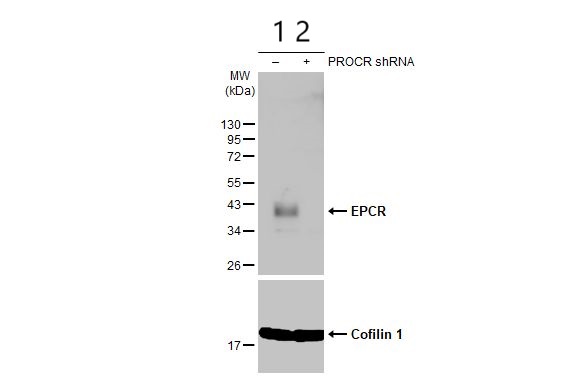 Western blot - Anti-EPCR/CD201 antibody (AB151403)
