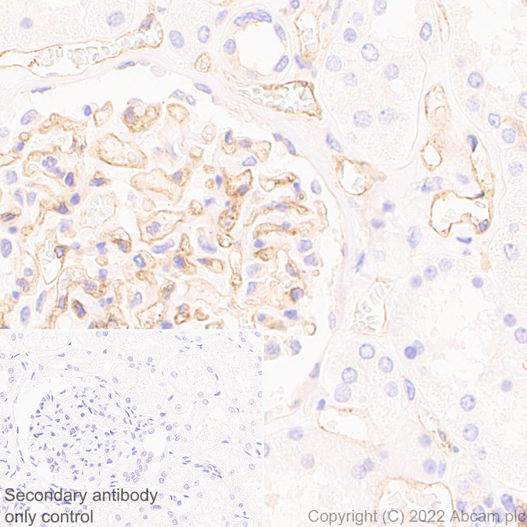 Immunohistochemistry (Formalin/PFA-fixed paraffin-embedded sections) - Anti-EPCR/CD201 antibody [EPR25647-49] (AB300565)