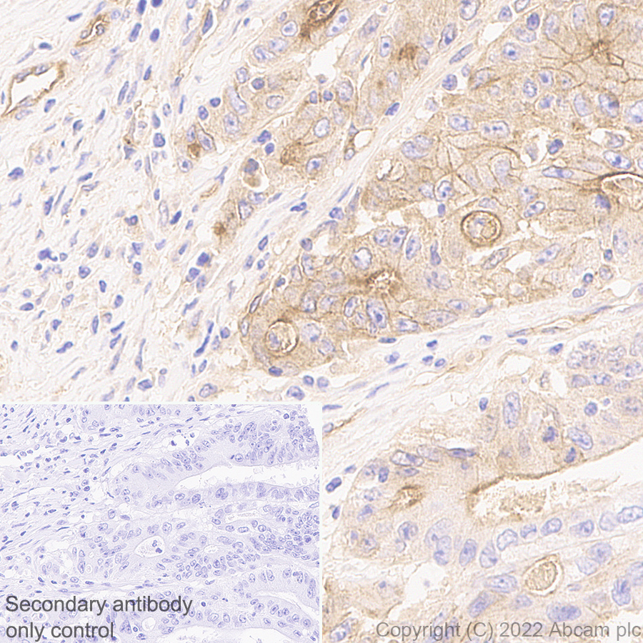 Immunohistochemistry (Formalin/PFA-fixed paraffin-embedded sections) - Anti-EPCR/CD201 antibody [EPR25647-49] (AB300565)