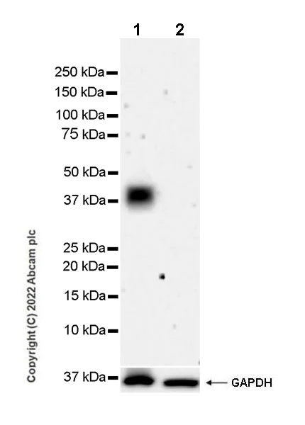 Western blot - Anti-EPCR/CD201 antibody [EPR25647-49] (AB300565)