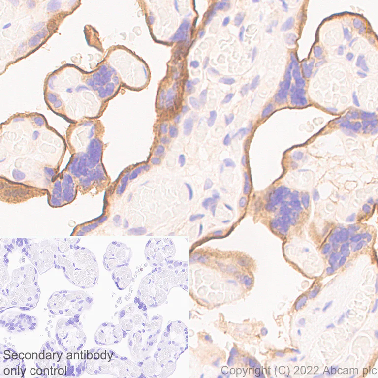 Immunohistochemistry (Formalin/PFA-fixed paraffin-embedded sections) - Anti-EPCR/CD201 antibody [EPR25647-49] (BSA and Azide free) (AB300566)