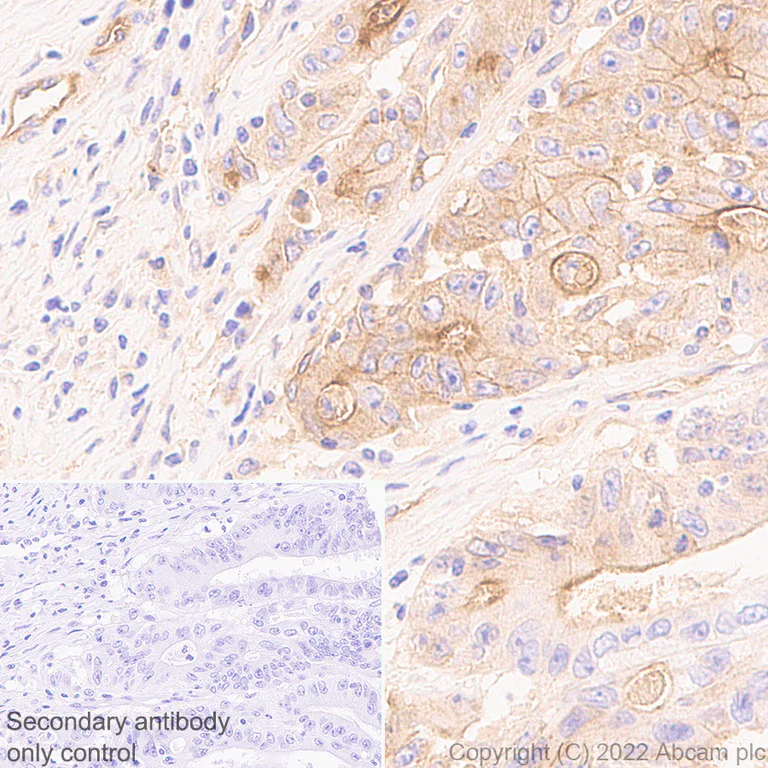 Immunohistochemistry (Formalin/PFA-fixed paraffin-embedded sections) - Anti-EPCR/CD201 antibody [EPR25647-49] (BSA and Azide free) (AB300566)