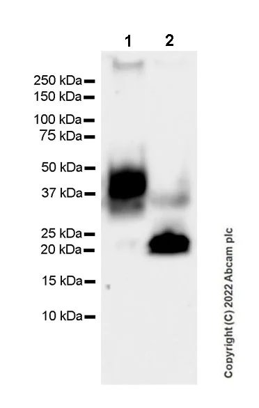 Western blot - Anti-EPCR/CD201 antibody [EPR25647-49] (BSA and Azide free) (AB300566)