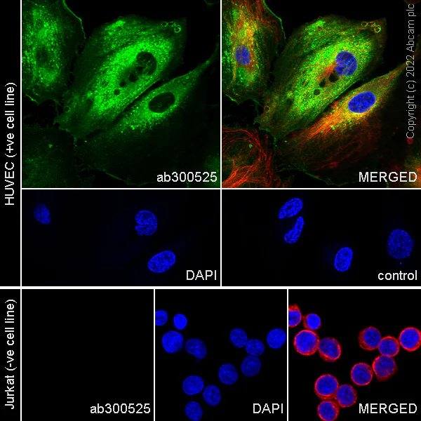 Immunocytochemistry/ Immunofluorescence - Anti-EPCR/CD201 antibody [EPR25647-5] - BSA and Azide free (AB300526)
