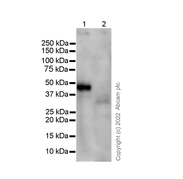 Western blot - Anti-EPCR/CD201 antibody [EPR25647-5] - BSA and Azide free (AB300526)