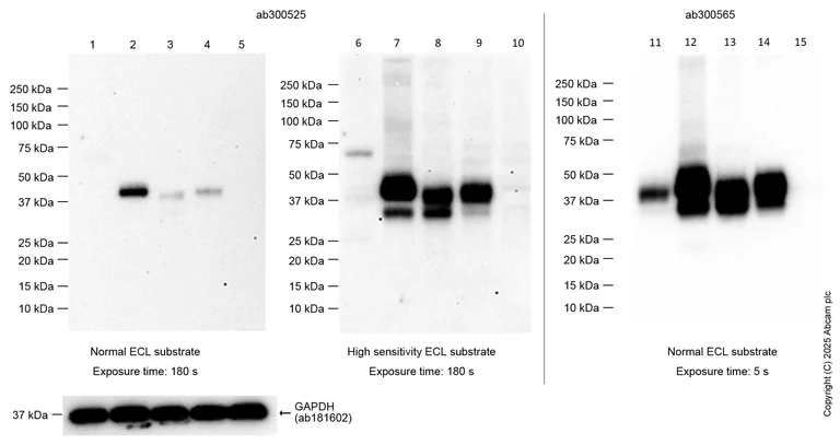 Western blot - Anti-EPCR/CD201 antibody [EPR25647-5] - BSA and Azide free (AB300526)