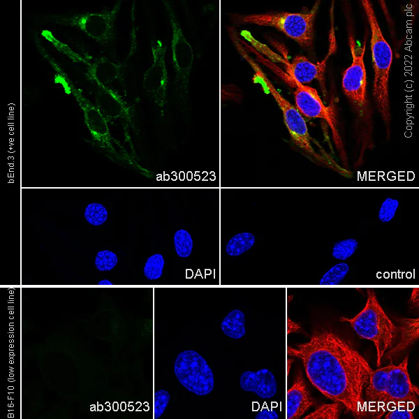 Immunocytochemistry/ Immunofluorescence - Anti-EPCR/CD201 antibody [EPR26267-19] (BSA and Azide free) (AB300524)