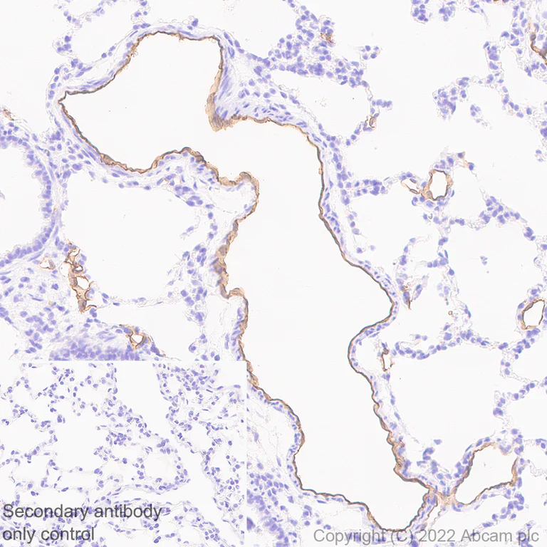Immunohistochemistry - Anti-EPCR/CD201 antibody [EPR26267-44] - BSA and Azide free (AB302912)