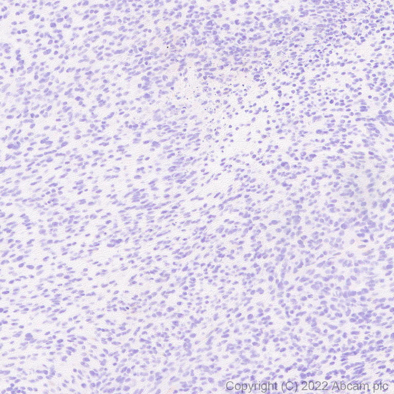 Immunohistochemistry - Anti-EPCR/CD201 antibody [EPR26267-44] - BSA and Azide free (AB302912)