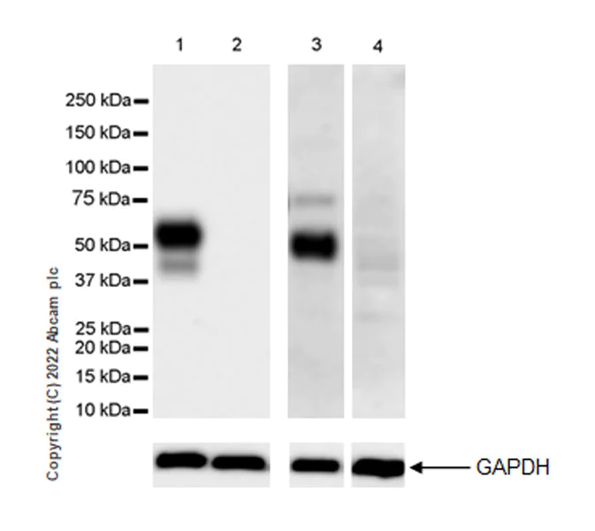 Western blot - Anti-EPCR/CD201 antibody [EPR26267-44] - BSA and Azide free (AB302912)