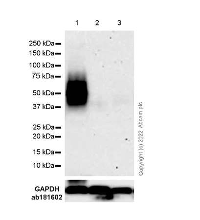 Western blot - Anti-EPCR/CD201 antibody [EPR26267-44] - BSA and Azide free (AB302912)