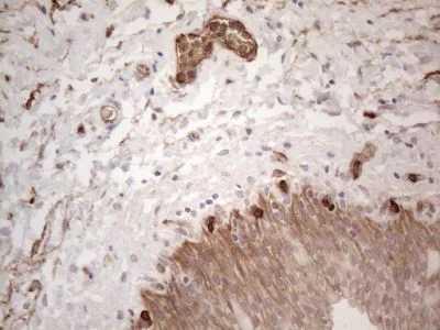 Immunohistochemistry (Formalin/PFA-fixed paraffin-embedded sections) - Anti-EPCR/CD201 antibody [OTI12H5] (AB236517)