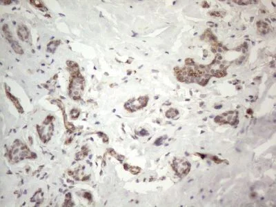 Immunohistochemistry (Formalin/PFA-fixed paraffin-embedded sections) - Anti-EPCR/CD201 antibody [OTI12H5] (AB236517)