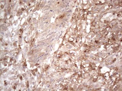 Immunohistochemistry (Formalin/PFA-fixed paraffin-embedded sections) - Anti-EPCR/CD201 antibody [OTI12H5] (AB236517)