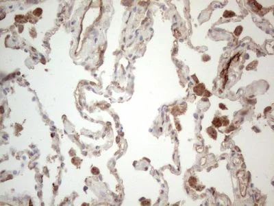 Immunohistochemistry (Formalin/PFA-fixed paraffin-embedded sections) - Anti-EPCR/CD201 antibody [OTI12H5] (AB236517)