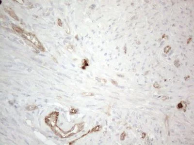Immunohistochemistry (Formalin/PFA-fixed paraffin-embedded sections) - Anti-EPCR/CD201 antibody [OTI12H5] (AB236517)