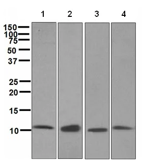 Western blot - Anti-EPF antibody [EPR4475] (AB108611)