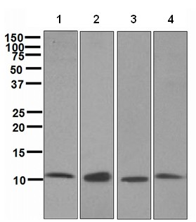 Western blot - Anti-EPF antibody [EPR4475] - BSA and Azide free (AB244230), expandable thumbnail