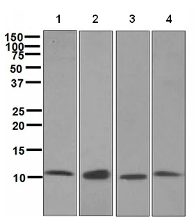 Western blot - Anti-EPF antibody [EPR4475] - BSA and Azide free (AB244230)