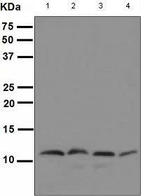 Western blot - Anti-EPF antibody [EPR4476] (AB108600)