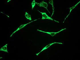 Immunocytochemistry/ Immunofluorescence - Anti-EPF antibody [EPR4476] - BSA and Azide free (AB244229)