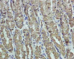 Immunohistochemistry (Formalin/PFA-fixed paraffin-embedded sections) - Anti-EPF antibody [EPR4476] - BSA and Azide free (AB244229)