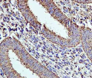 Immunohistochemistry (Formalin/PFA-fixed paraffin-embedded sections) - Anti-EPF antibody [EPR4476] - BSA and Azide free (AB244229)