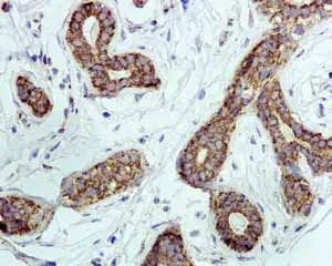 Immunohistochemistry (Formalin/PFA-fixed paraffin-embedded sections) - Anti-EPF antibody [EPR4476] - BSA and Azide free (AB244229)