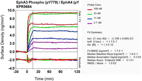 OI-RD Scanning - Anti-EPH A3+A4+A5 (phospho Y779 + Y779 + Y833) antibody [EPR5684] - BSA and Azide free (AB188171)