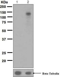 Western blot - Anti-EPH A3+A4+A5 (phospho Y779 + Y779 + Y833) antibody [EPR5684] - BSA and Azide free (AB188171)