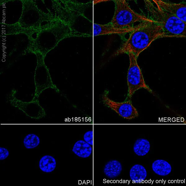 Immunocytochemistry/ Immunofluorescence - Anti-Eph receptor A2 antibody [EPR17660-120] (AB185156)