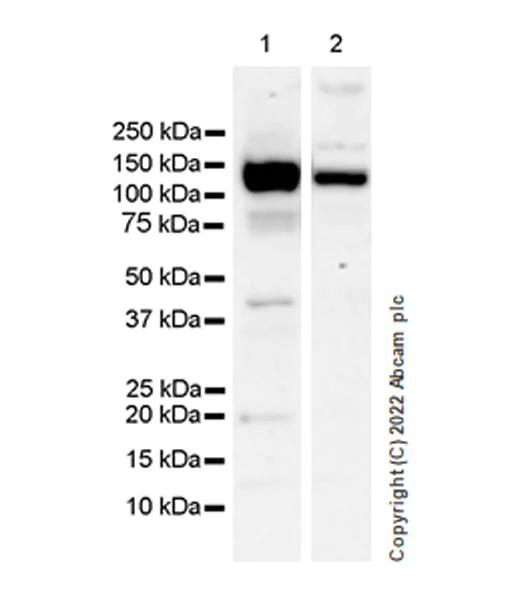 Western blot - Anti-Eph receptor A2 antibody [EPR24711-11] - BSA and Azide free (AB290755)