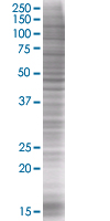 SDS-PAGE - Eph receptor A2 overexpression 293T lysate (whole cell) (AB94109), expandable thumbnail