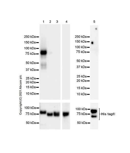 Western blot - Anti-Eph receptor A3 antibody [EPR24479-136] - BSA and Azide free (AB281946)
